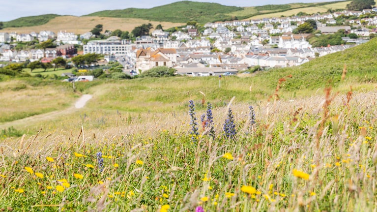 close up of wildflowers with a village in the background.